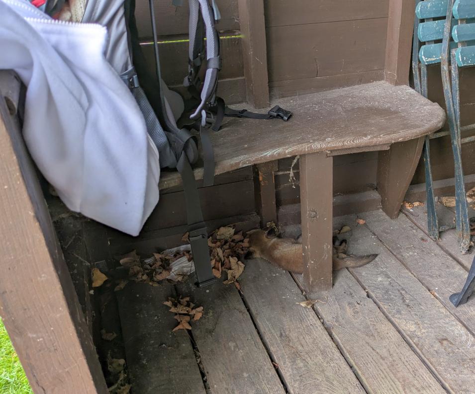 GC B&C Series Tournaments 26th April: orphaned cub found in Lawn 2 hut